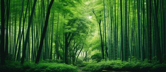 Deurstickers In the picturesque Arashiyama of Kyoto, Japan, the lush green forest envelopes the tranquil Japanese park, boasting beautiful natural scenery, with bamboo groves and wood branches blending © 2rogan