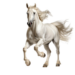Obraz na płótnie Canvas White arabian horse running isolated on a white background