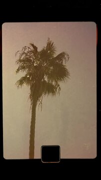 Palm tree in sun on handheld super 8 vintage film frame with sprocket, sun flare, light leak and filmstrip noise in vertical format, story format in 4k