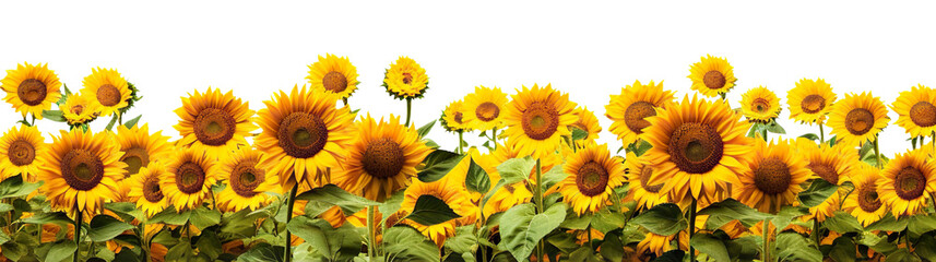 Obraz premium Picturesque sunflower field, cut out