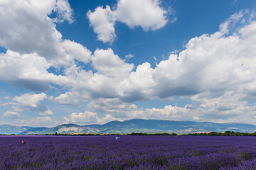 Fioritura della lavanda, Provenza