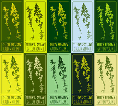 Set of vector drawing of YELLOW BEDSTRAW in various colors. Hand drawn illustration. Latin name GALIUM VERUM L.