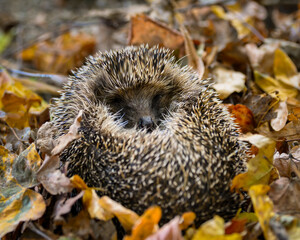 Hedgehog ball in Autumn © Andy