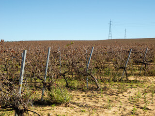 Autumn Hills of Vineyards: A ochre tapestry unfolding in trellises.