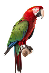 Obraz premium Close-up portrait of a parrot on a branch isolated on transparent background cutout, PNG file.