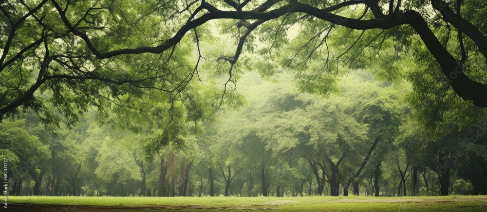 Aufkleber background of the expansive park, an abstract texture of wood adorned with the intricate patterns of