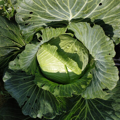 Obraz premium One head of large green cabbage in the garden.