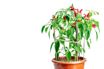 Blooming Bird's eye chili with ripe pepper fruits. Urban farm concept, plant grows on the windowsill