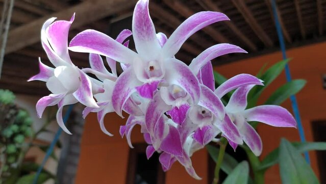 beautiful white pink Dendrobium kingianum orchid flower in the garden