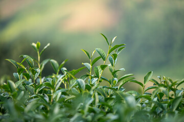 Tea leaves at tea plantation with white foggy mountain is green tea organic business concept.	