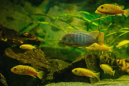 African Malawi Cichlids. Blurred photo of home fishes in aquarium, pet care concept