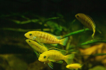 African Malawi Cichlids. Blurred photo of home fishes in aquarium, pet care concept