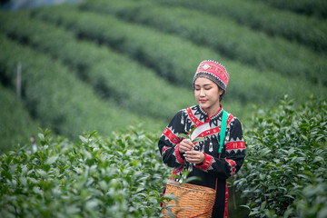 Tea garden farmers or worker wearing traditional dresser work carry barket picking green tea leaves...