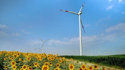 Windmills generating electric power among sunflowers and corn in the sunshine. A vision of...