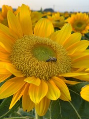 Beautiful sunflowers with sunset stock photo.