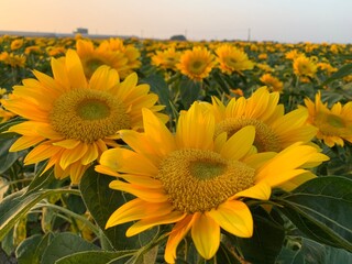Beautiful sunflowers with sunset stock photo.