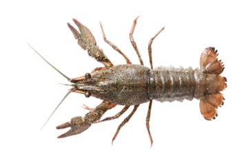 crayfish isolated. Top down view