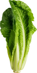 Romaine lettuce clip art