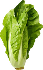 Romaine lettuce clip art