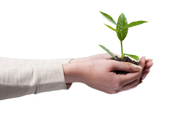 Plant in the hands of a woman isolated