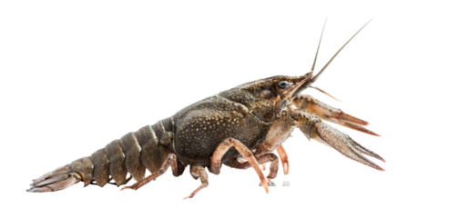 crayfish isolated on white