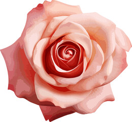 Rose clip art