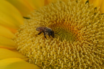 Closeup beautiful sunflowers with bee  stock photo.