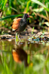 wattled jacana in tropical Pantanal