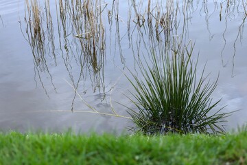 soft rush reed / grass in the lake shore. Juncus effusus plant 