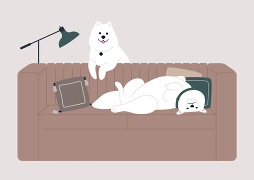 A couple of adorable Samoyed dogs enjoying joyful time spent together, one engaging in playful romps while another sprawling lazily on the sofa