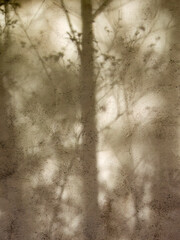 The light of the sunset casts the shadows of some trees on a concrete wall in a farm near the colonial town of Villa de Leyva in central Colombia.