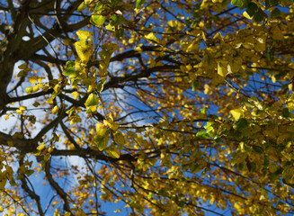 Fototapeta premium Feuilles d'automne sur l'arbre