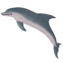 Indo-Pacific Bottlenose Dolphin, Tursiops aduncus.