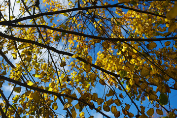 Feuilles d'automne sur l'arbre