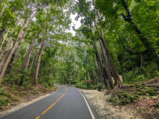 Driver's point of view of a highway flanked by Mahogany trees. Passing by the Bilar Man Made Forest in Bohol.