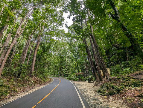 Driver's point of view of a highway flanked by Mahogany trees. Passing by the Bilar Man Made Forest in Bohol.