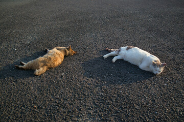 のんびり過ごしている可愛い野良の地域猫