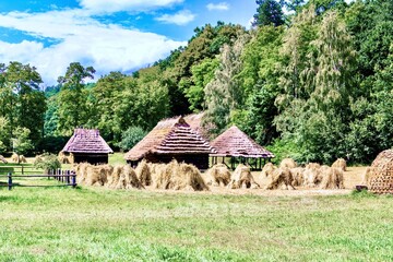 Sheaves of wheat harvest in a peasant field, Sanok, Poland.