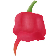 
7 Pot Primo Chili pepper, illustration cartoon design.