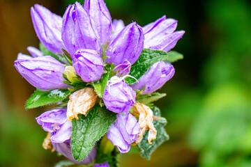 Flowers of rocky mountain penstemon (penstemon strictus)
