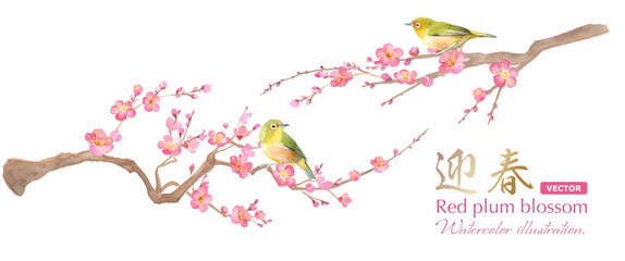 早春の花：梅の花とメジロの水彩イラスト。紅梅と小鳥。日本文化。（ベクター。レイアウト変更可能）