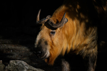 Sichuan Takin - Budorcas tibetanus tibetanus, portrait of beautiful large iconic even-toed ungulates from Asian mountains, Tibet, China.