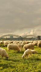 Sheep graze in a clearing with a background of the Cologne bridge. High quality photo