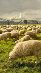 Sheep graze in a clearing with a background of the Cologne bridge. High quality photo