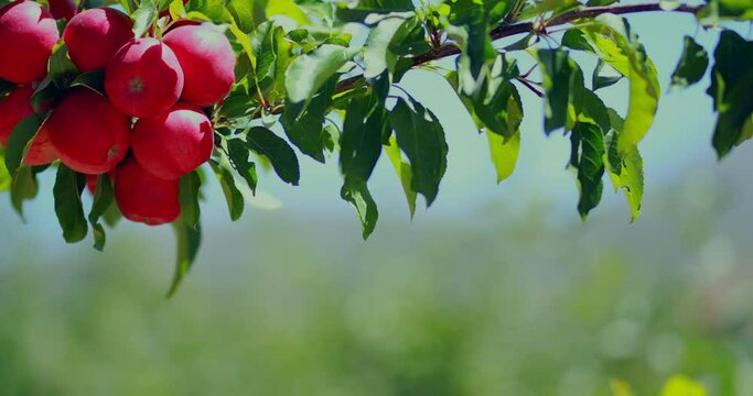 apple garden forest leaves