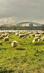 Sheep graze in a clearing with a background of the Cologne bridge. High quality photo