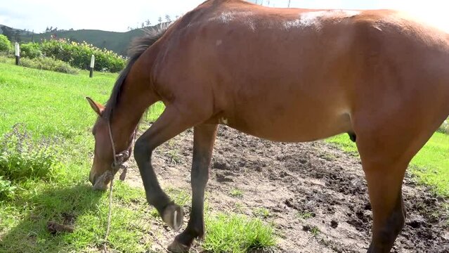 A horse eating grass Nuwara Eliya Sri Lanka