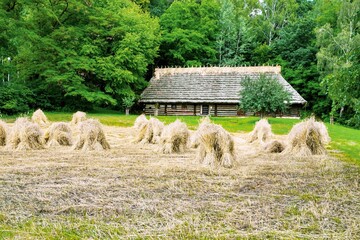 Sheaves of wheat harvest in a peasant field, Sanok, Poland.