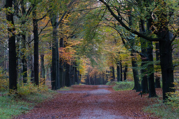 Forest avenue with colorful beech trees in autumn.