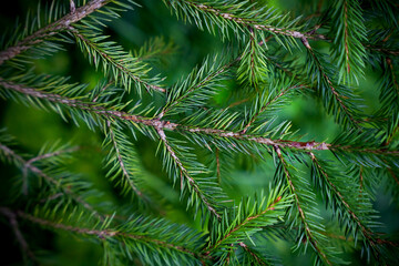 Winter background with green spruce branches. Close-up. Selective focus.